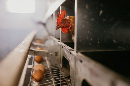 Huhn in Metallgestell. Eier vor Huhn liegend. 