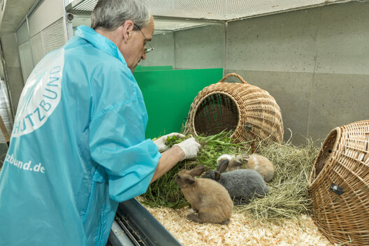 Tierpfleger füttert Kaninchen.