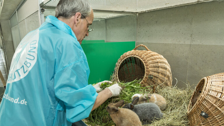 Tierpfleger füttert Kaninchen.