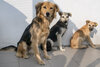 Drei gerettete Hunde sitzen im Tierschutzzentrum Odessa in der Ukraine und schauen in die Kamera