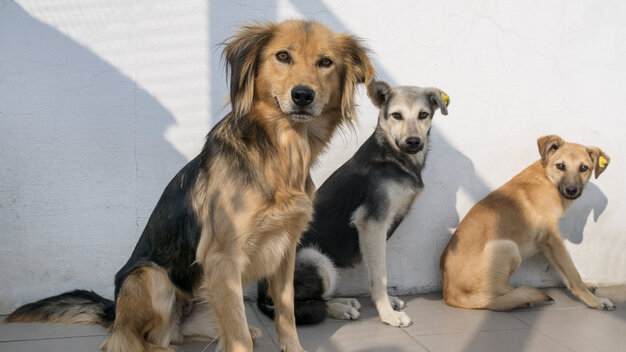 Drei gerettete Hunde sitzen im Tierschutzzentrum Odessa in der Ukraine und schauen in die Kamera