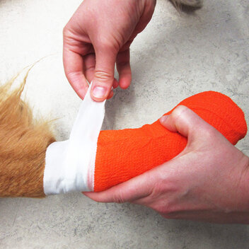 Hände eines Tierarztes legen einem Hund einen weißen und organgenen Pfotenverband an