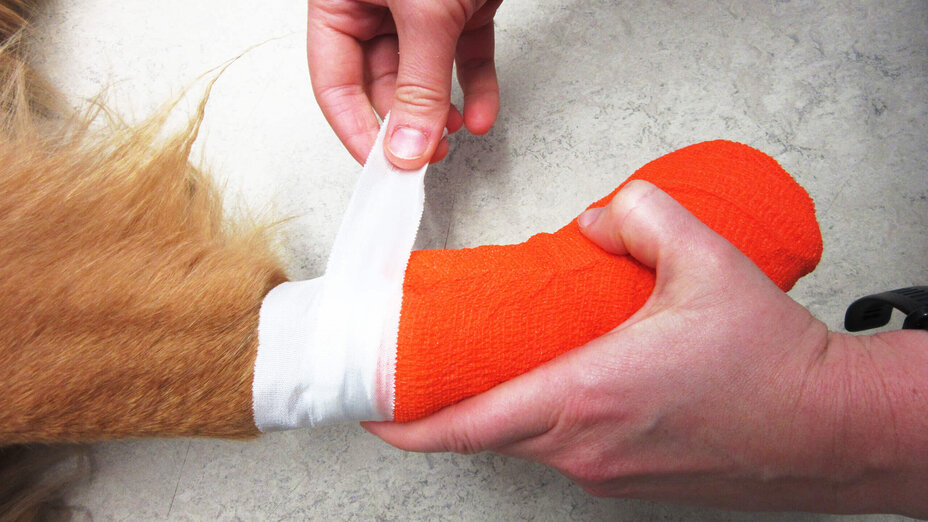 Hände eines Tierarztes legen einem Hund einen weißen und organgenen Pfotenverband an