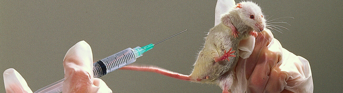 Eine Labormaus wird in der linken Hand eines Kittelträgers hochgehalten. Mit der rechten Hand wird eine Spritze auf die Maus gerichtet. 