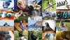Collage mit Taubenbildern, die uns von den Teilnehmern der Aktion geschickt wurden