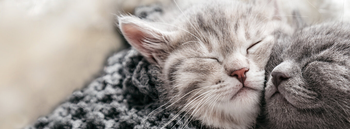 Zwei kleine kuschelnde Katzen in einer grauen Decke
