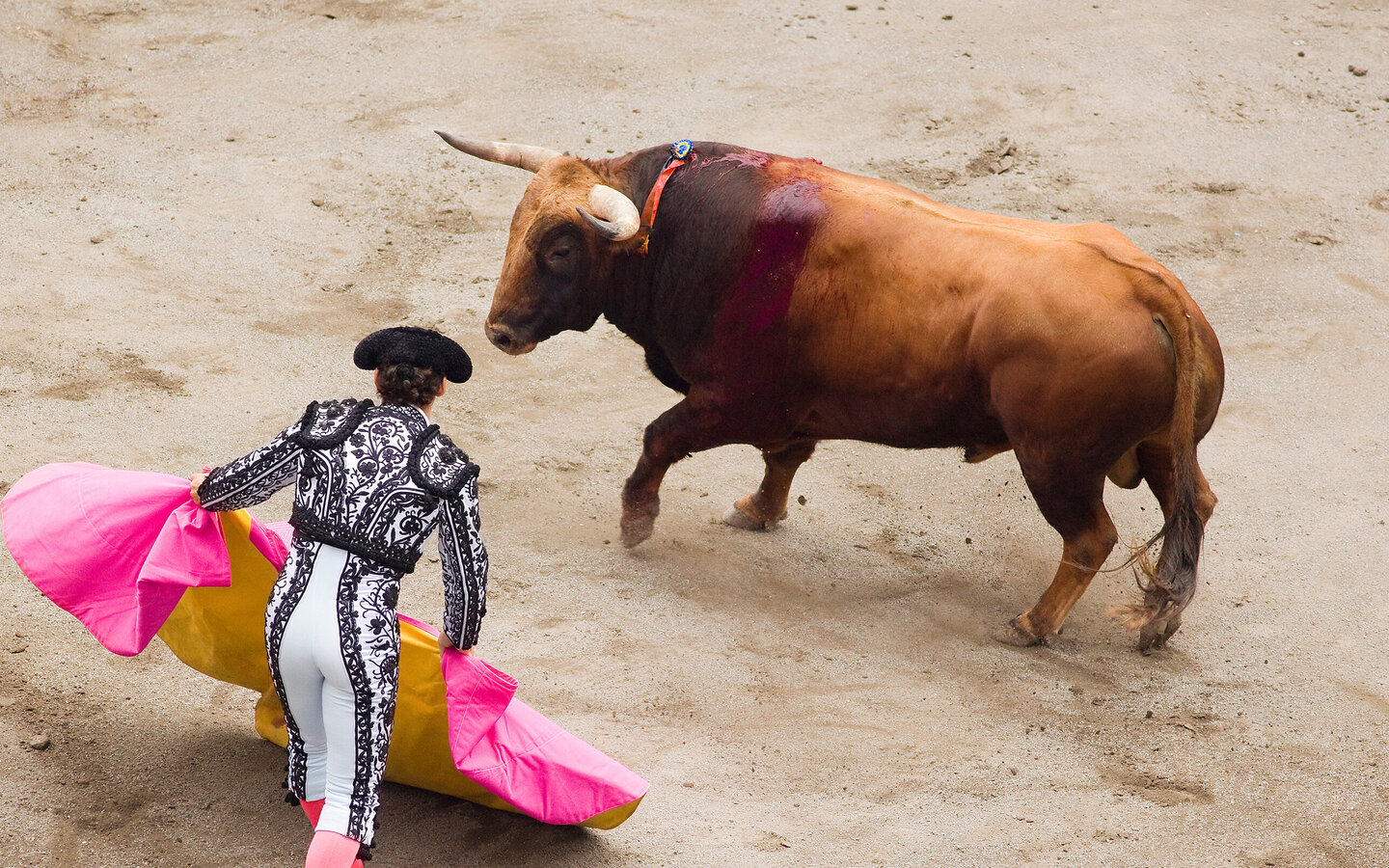 Stierkampf. Mann mit pinker Decke vor Stier stehend.