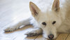 Weisser Mischlingshund liegt auf einem Holzfußboden und hat traurig die Schnauze über die Pfoten gelegt