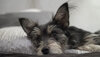 Kleiner Hund liegt auf einem Kissen und spitzt aufmerksam die Ohren