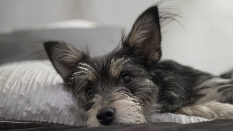 Kleiner Hund liegt auf einem Kissen und spitzt aufmerksam die Ohren