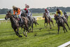 Pferde mit Jockeys bei einem Galopprennen in Köln