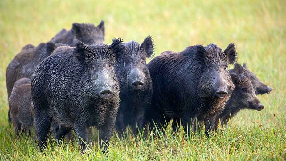 Mehrere Wildschweine stehen auf einer Wiese.