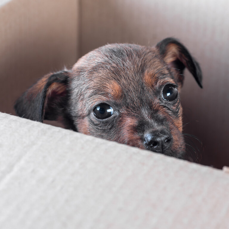 Trauriger Hundewelpe schaut aus Pappkarton als Symbol für illegalen Welpenhandel