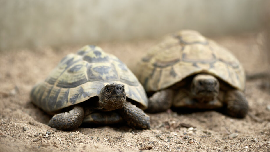 Zwei Schildkröten im Sand
