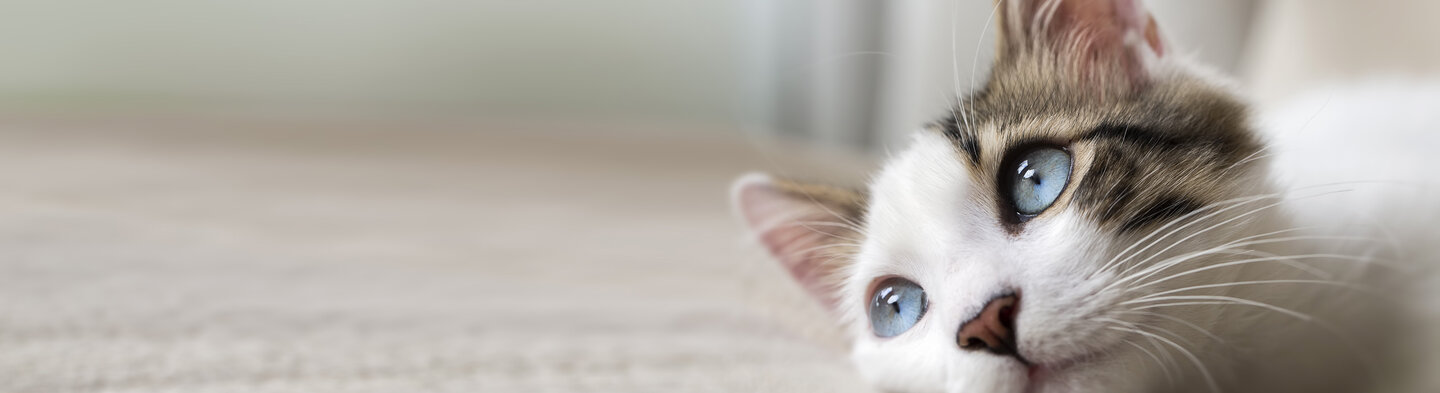 Panoramabild einer auf dem Fußboden liegenden Katze 