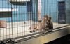 Ein einzelner Löwe liegt in einem Zoogehege hinter Gittern