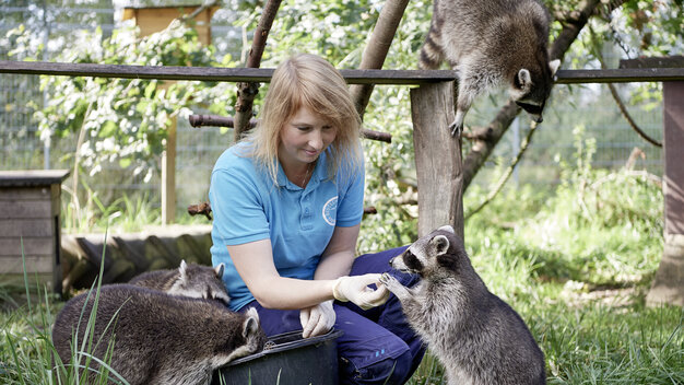 Tierpflegerin füttert die Waschbären in Weidefeld
