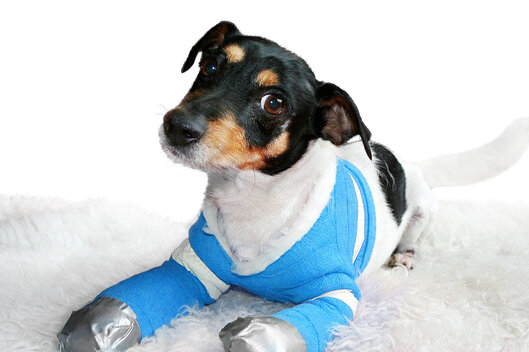 Hund Pelle aus dem TV-Spot des Deutschen Tierschutzbundes liegt mit verbundenen Pfoten auf weißem Teppich