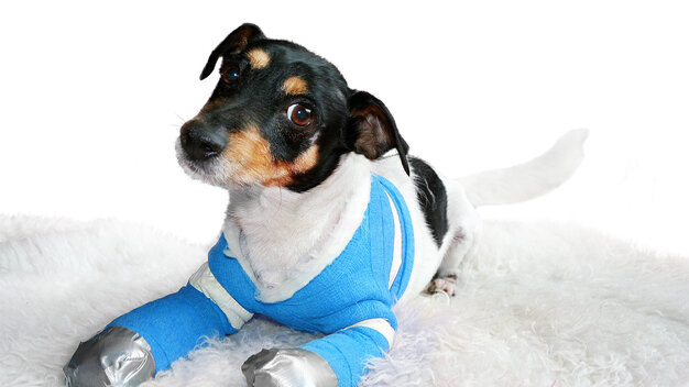 Hund Pelle aus dem TV-Spot des Deutschen Tierschutzbundes liegt mit verbundenen Pfoten auf weißem Teppich