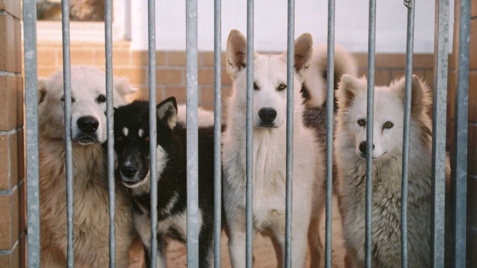 Vier Hunde gucken zwischen Gitterstäben durch 