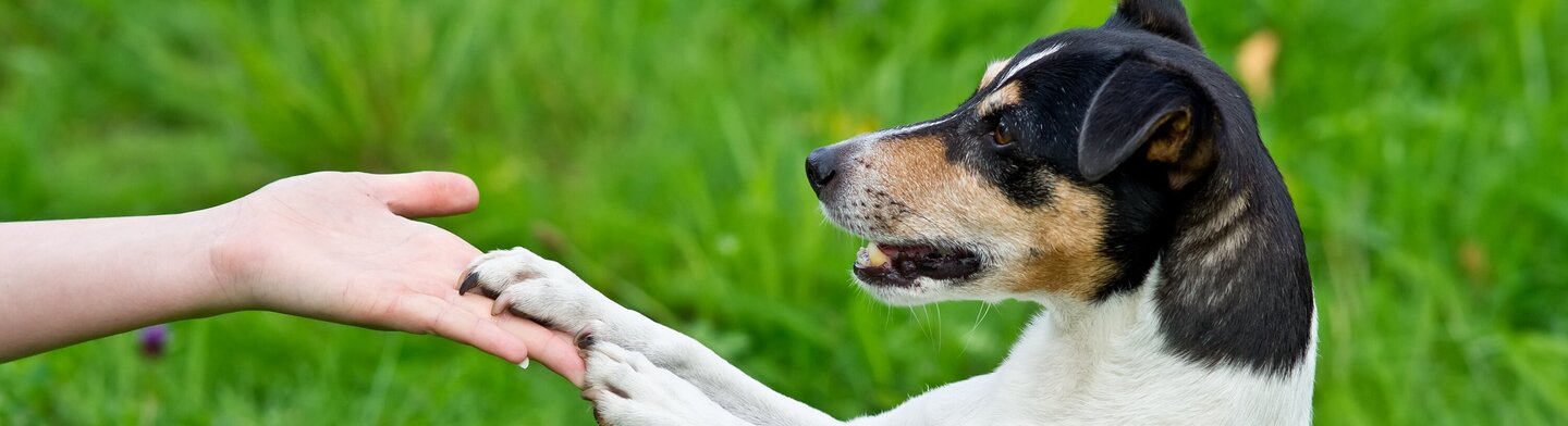 Jack Russel Terrier legt beide Pfoten auf Hand