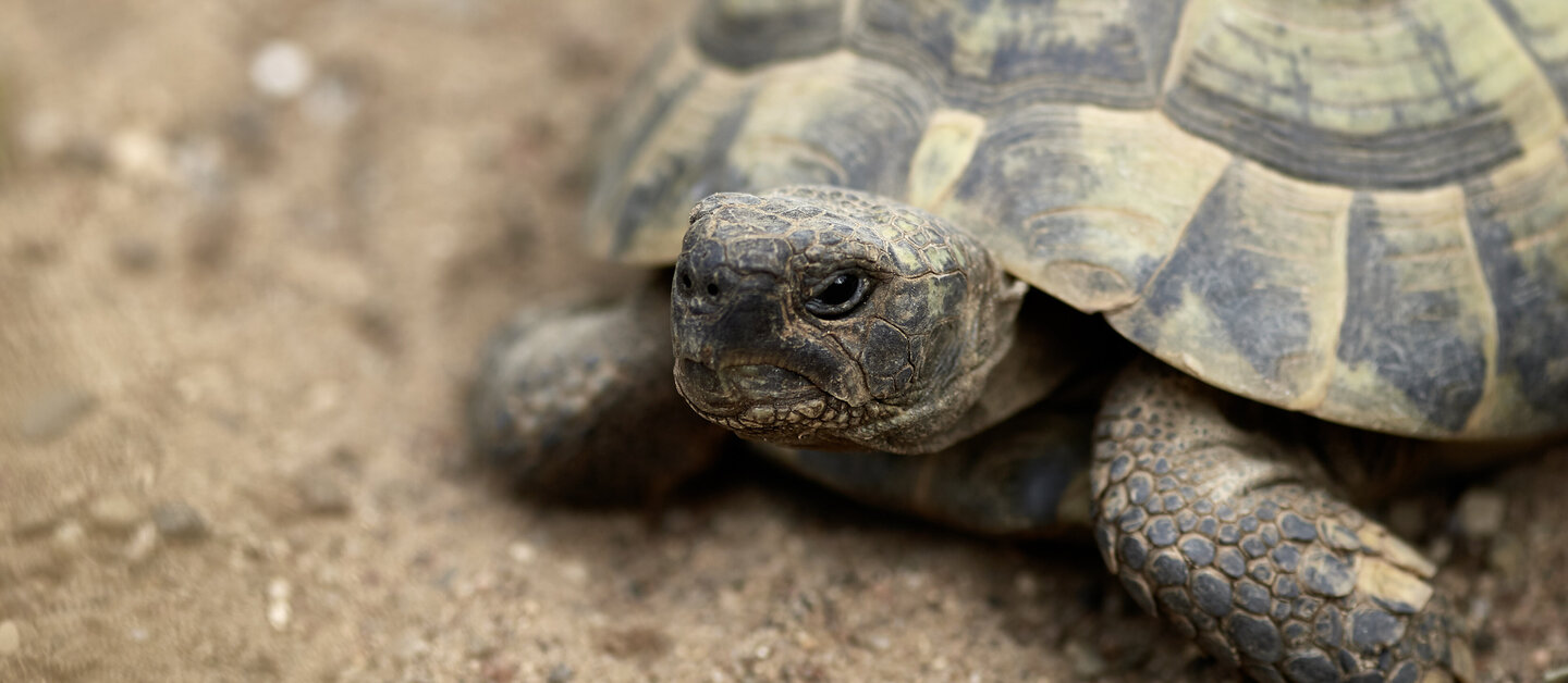 Portrait einer Schildkröte im Sand