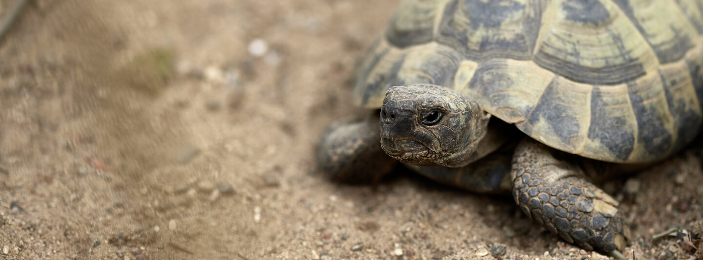 Portrait einer Schildkröte im Sand