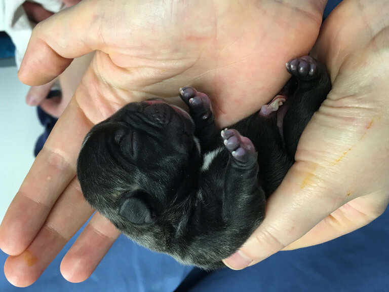 Neu geborene französische Bulldogge in menschlicher Hand.