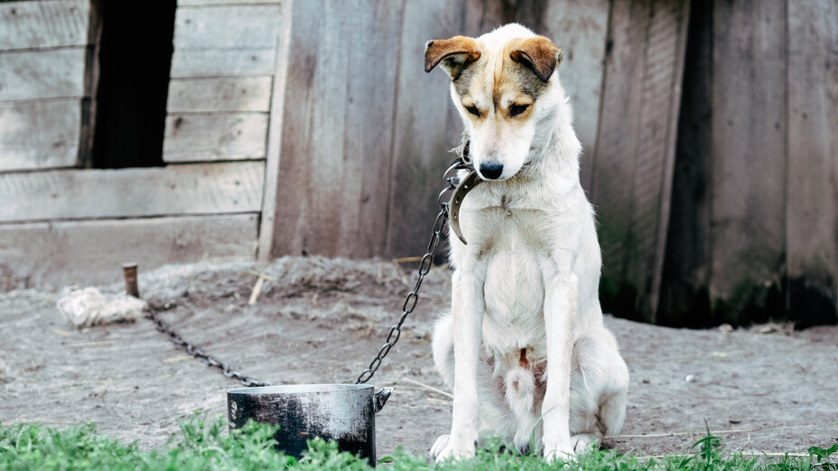 Ein abgemagerter Hund sitzt angekettet vor einer Hundehütte als Symbol für Tierquälerei