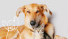 KeyVisual von FINDEFIX mit Hund, Katze und Findi