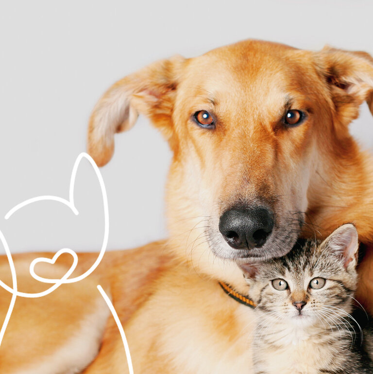 KeyVisual von FINDEFIX mit Hund, Katze und Findi