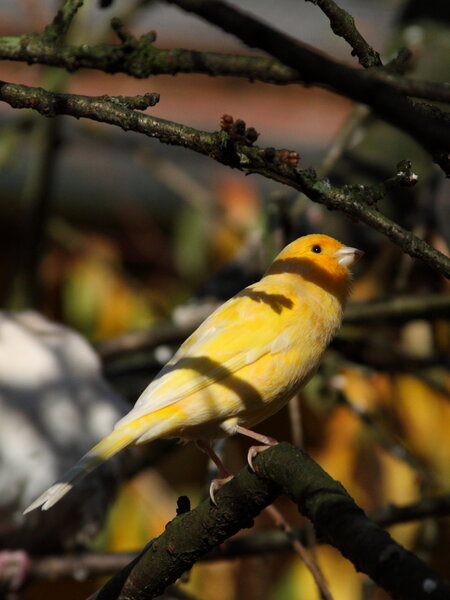 Ein gelber Kanarienvogel sitzt auf einem Baum mit kahlen Ästen.