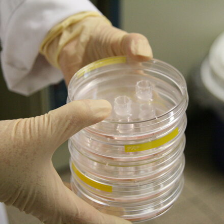 Zwei Hände mit Latexhandschuhen halten einen Stapel Petrischalen