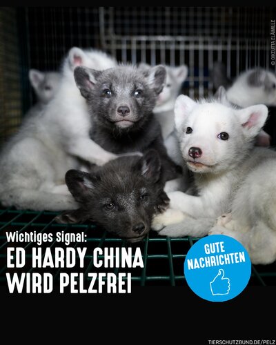 Die große chinesische Luxusmarke Ed Hardy China verzichtet auf Pelz und tritt dem @furfreeretailer Programm bei. Hier...
